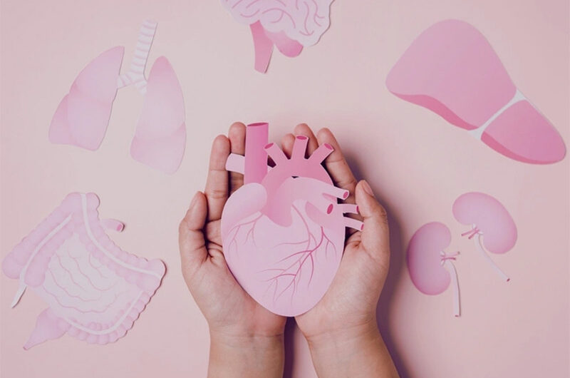 Посмертное органное донорство: вопрос совести католика